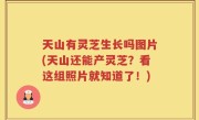 天山有灵芝生长吗图片(天山还能产灵芝？看这组照片就知道了！)