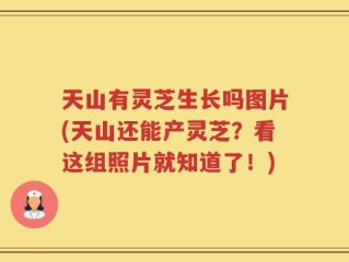 天山有灵芝生长吗图片(天山还能产灵芝？看这组照片就知道了！)