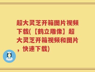 超大灵芝开箱图片视频下载(【鹤立雕像】超大灵芝开箱视频和图片，快速下载)