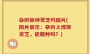 杂树能种灵芝吗图片(图片展示：杂树上惊现灵芝，能栽种吗？)