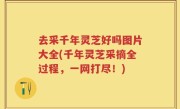 去采千年灵芝好吗图片大全(千年灵芝采摘全过程，一网打尽！)