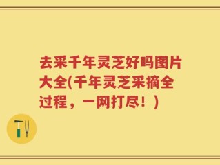 去采千年灵芝好吗图片大全(千年灵芝采摘全过程，一网打尽！)