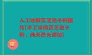 人工收取灵芝孢子粉图片(手工采摘灵芝孢子粉，纯天然无添加)