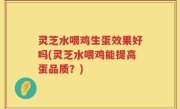灵芝水喂鸡生蛋效果好吗(灵芝水喂鸡能提高蛋品质？)
