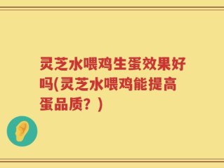 灵芝水喂鸡生蛋效果好吗(灵芝水喂鸡能提高蛋品质？)