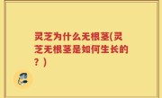 灵芝为什么无根茎(灵芝无根茎是如何生长的？)