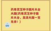 药用灵芝种子图片大全大图(药用灵芝种子图片大全，高清大图一览无余！)