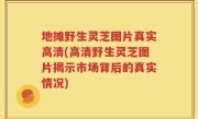 地摊野生灵芝图片真实高清(高清野生灵芝图片揭示市场背后的真实情况)