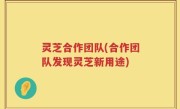 灵芝合作团队(合作团队发现灵芝新用途)