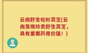 云南野生松杉灵芝(云南发现珍贵野生灵芝，具有重要药用价值！)
