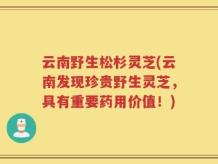 云南野生松杉灵芝(云南发现珍贵野生灵芝，具有重要药用价值！)