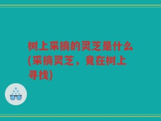 树上采摘的灵芝是什么(采摘灵芝，竟在树上寻找)