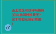 山上灵芝可以种吗视频(在山林间种植灵芝？这个实验让我们跟进！)