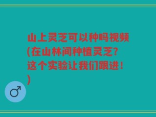 山上灵芝可以种吗视频(在山林间种植灵芝？这个实验让我们跟进！)