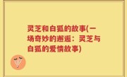 灵芝和白狐的故事(一场奇妙的邂逅：灵芝与白狐的爱情故事)
