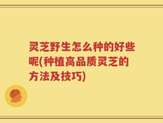 灵芝野生怎么种的好些呢(种植高品质灵芝的方法及技巧)