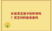 扑捉灵芝孢子伤肝肾吗？灵芝对肝脏有害吗