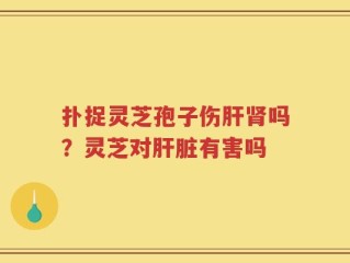扑捉灵芝孢子伤肝肾吗？灵芝对肝脏有害吗