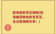 赶海抓野灵芝视频(赶海捕获稀有野生灵芝，全过程视频分享！)