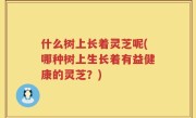什么树上长着灵芝呢(哪种树上生长着有益健康的灵芝？)