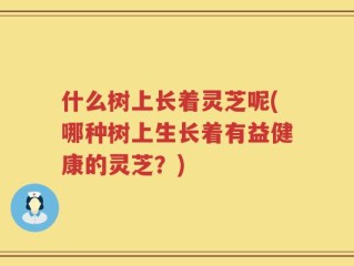 什么树上长着灵芝呢(哪种树上生长着有益健康的灵芝？)