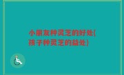 小朋友种灵芝的好处(孩子种灵芝的益处)
