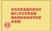灵芝甘草桑葚作用功效图片(灵芝甘草桑葚:强身健体免疫调节的营养宝藏)