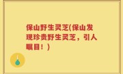 保山野生灵芝(保山发现珍贵野生灵芝，引人瞩目！)