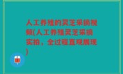 人工养殖的灵芝采摘视频(人工养殖灵芝采摘实拍，全过程直观展现)