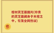 棺材灵芝菌图片(珍贵的灵芝菌藏身于木棺之中，引发全网热议)