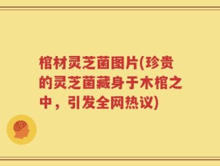 棺材灵芝菌图片(珍贵的灵芝菌藏身于木棺之中，引发全网热议)