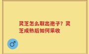 灵芝怎么取出孢子？灵芝成熟后如何采收