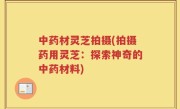 中药材灵芝拍摄(拍摄药用灵芝：探索神奇的中药材料)