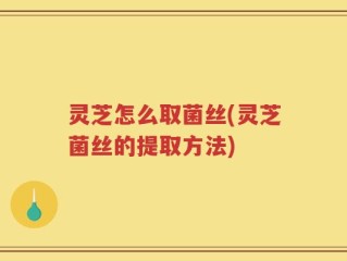 灵芝怎么取菌丝(灵芝菌丝的提取方法)