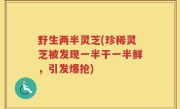 野生两半灵芝(珍稀灵芝被发现一半干一半鲜，引发爆抢)
