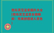 抱石灵芝盆景图片大全(抱石灵芝盆景全貌眼前：完美创造迷人景色)
