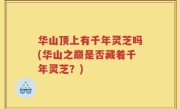 华山顶上有千年灵芝吗(华山之巅是否藏着千年灵芝？)
