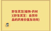 野生灵芝(植物-药材)(野生灵芝：自然珍品的药用价值及功效)