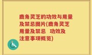 鹿角灵芝的功效与用量及禁忌图片(鹿角灵芝用量及禁忌  功效及注意事项概览)