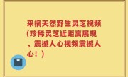 采摘天然野生灵芝视频(珍稀灵芝近距离展现，震撼人心视频震撼人心！)