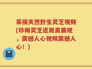 采摘天然野生灵芝视频(珍稀灵芝近距离展现，震撼人心视频震撼人心！)