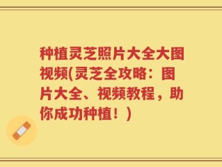 种植灵芝照片大全大图视频(灵芝全攻略：图片大全、视频教程，助你成功种植！)