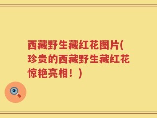 西藏野生藏红花图片(珍贵的西藏野生藏红花惊艳亮相！)