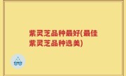 紫灵芝品种最好(最佳紫灵芝品种选美)