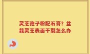 灵芝孢子粉配石膏？盆栽灵芝表面干裂怎么办
