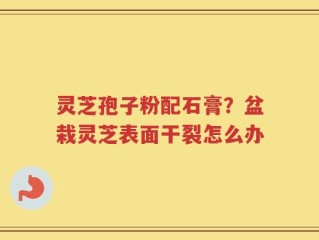 灵芝孢子粉配石膏？盆栽灵芝表面干裂怎么办