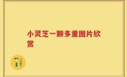 小灵芝一颗多重图片欣赏