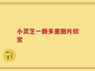 小灵芝一颗多重图片欣赏
