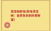 灵芝树野生(野生灵芝树：自然生长的珍贵财富)