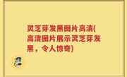 灵芝芽发黑图片高清(高清图片展示灵芝芽发黑，令人惊奇)